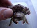 Sponge Crab Carrying Sun Polyps