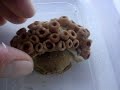 Sponge Crab Carrying Sun Polyps Sponge Crab Carrying Sun Polyps
