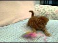 �����ƥ��å���ե�����ɻ�ǭ�����:YouTube������=69��