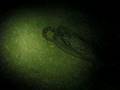Octopus, night snorkel