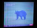 Bear on Golf Course Bear on Golf Course