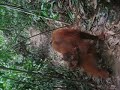 Indonesia Sumatera Oerang Oetan - outans