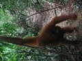 Indonesia Sumatera Oerang Oetan - outans