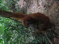 Indonesia Sumatera Oerang Oetan - outans