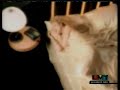 a beautiful video from 1993