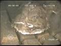 Monkfish attack
