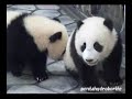 Panda Twin Babies Approaching...