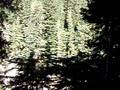 videos de Whistler - zip lining - 2