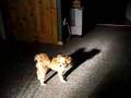 Caniche video