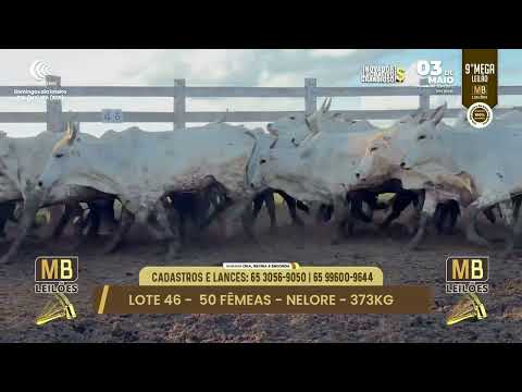 9� MEGA LEIL�O DA MB LEIL�ES