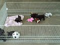 MINI SCHNAUZERS BABYS FOR SALE