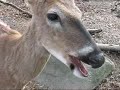 Animals- Yellow River Game Ranch