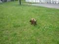 Golden Retriever Puppy vs. Chocolate Lab Puppy Rematch 3