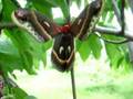 Cecropia Moths