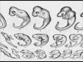Don't let neo-darwinism make a monkey out of you!