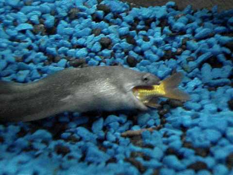 Eel Pwnage