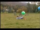 (jackass stunts) AUZZIE DARE DEVILZ (jackass stunts) AUZZIE DARE DEVILZ