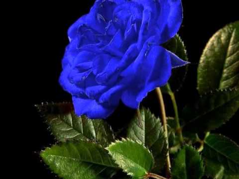 BlondeAngel7 -