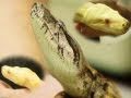 Snake Bytes TV - My Boa Constrictor Swears! : SnakeBytesTV