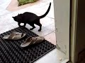 YouTubeサムネイル[5onUT76JpXE] - 3枚目