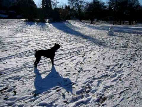 cane corso