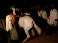 Sunni Gay Boys Dancing With Horses ! Remixed !