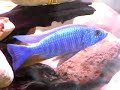 sciaenochromis Friery (electric blue hap) malawi cichlids sciaenochromis Friery (electric blue hap) malawi cichlids