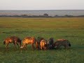 Hyenas eat wildebeest alive. (PART 2)