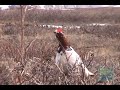 Alaskan Birds Alarm Call