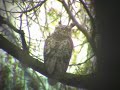 Great Horned Owls in the marsh at Metro Beach, Mt. Clemens, Michigan