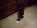 funny cat experiment