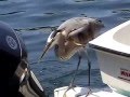 videos de Fort Walton : Dolphin Cruise, part 4A