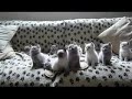 Синхронные котята