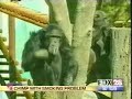 singe fumeur singe fumeur