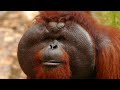 orangutans