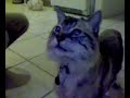 踊るネコ動画