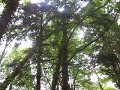 Vogelgezwitscher im Wald