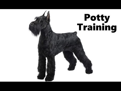 how to train giant schnauzer