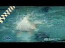 SwiMP3