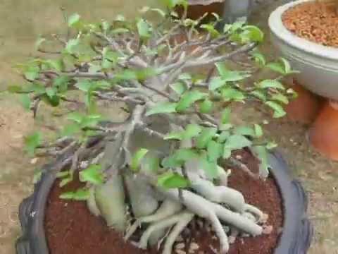 how to harvest adenium seeds