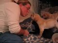 3 Week Old Lab Puppies Playing