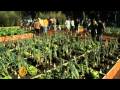 Champs-Elysees avenue goes green