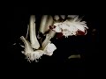 clip da banda potiguar jane fonda