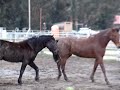 Marcel scores a point against Gambler the equine tether ball veteran.  Gambler is a 12 year old Standardbred gelding who had a full race career and is now in search of a new home.  He would prefer a home that has a couple of toys for his entertainment.