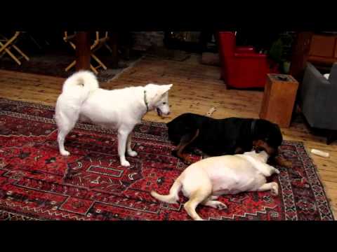 Yellow Lab puppy , Rottweiler and Husky @ Play The Three Amigos