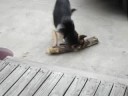 my dog getting mad