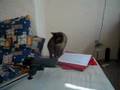 Xaxo meets the vacuum-cleaner