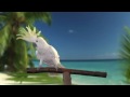 Snowball (TM) in Taco Bell commercial