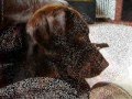 videos de schnouff et pupuce