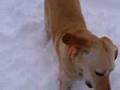 ruby in the snow
